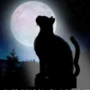 A Magical Black Cat Guards This House - Peltikyltti