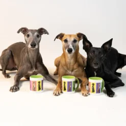Whippet - Muki